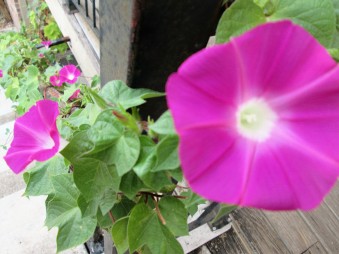 Morning glories vining up the staircase