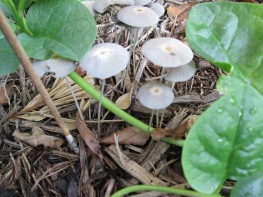 A nice rain gave us some cute little mushrooms.