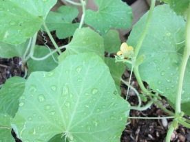 The first flowers on the Armenian cucumbers