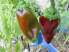 Carmen sweet peppers