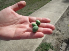 Tiny cucamelons... so cute!
