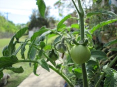 Bushsteak tomatoes