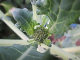 Tiny broccoli floret!