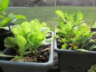 Buttercrunch lettuce and radishes