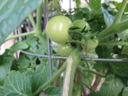 Tiny tomatoes forming in December