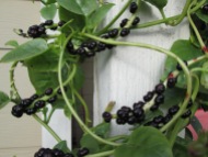 Malabar spinach berries (seeds)